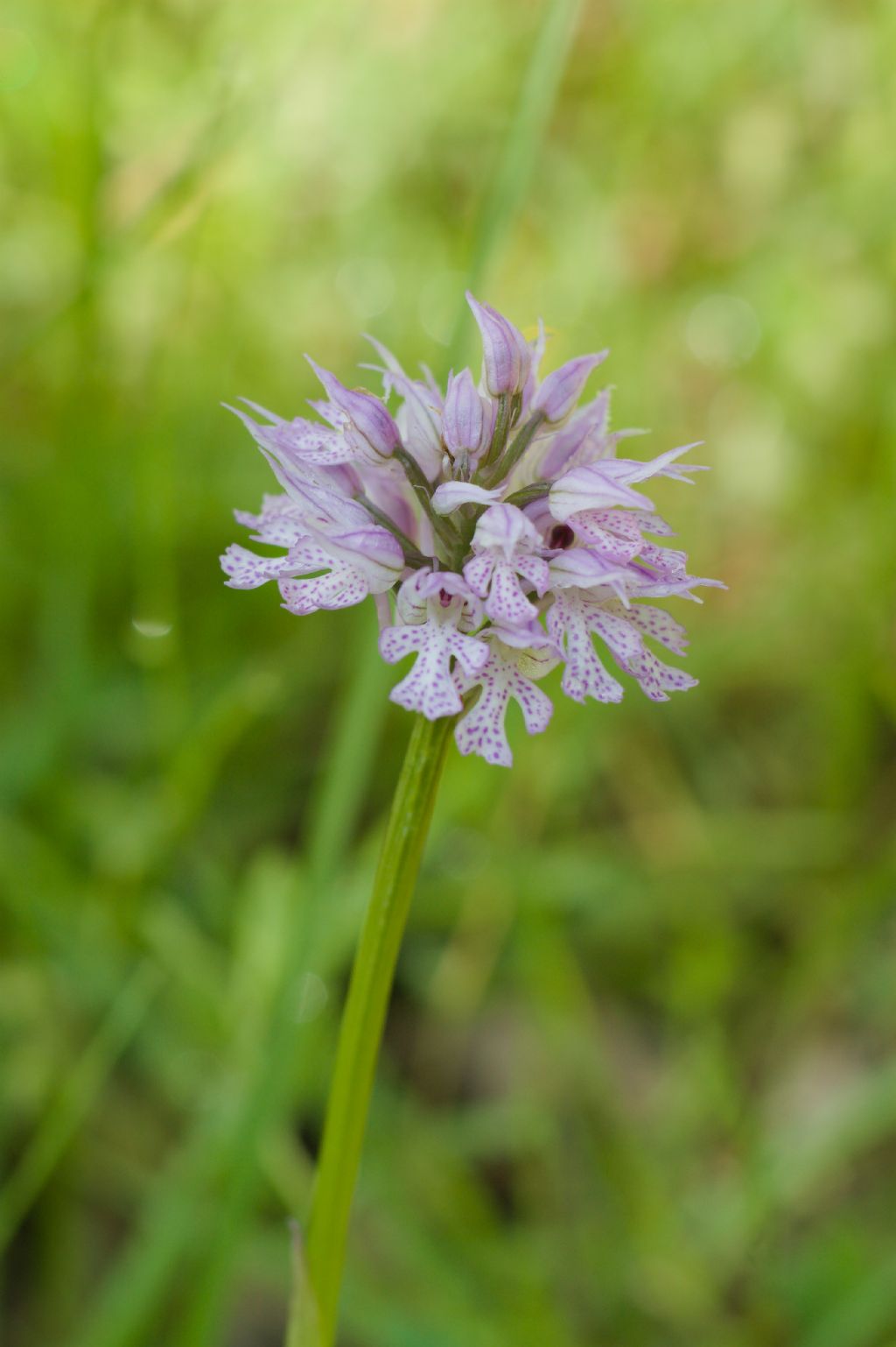 Escursione Sarsina-Montalto